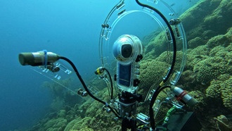 Новый инструмент идентифицирует рыб по их звукам