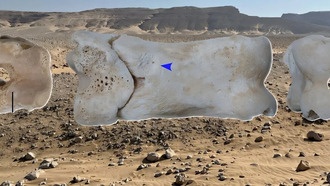 Обнаружен древнеегипетский костяной свисток возрастом 3300 лет