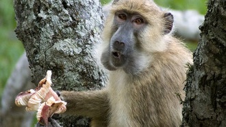 Грибы могли быть частью рациона древних людей, выяснили приматологи