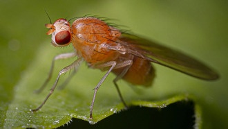 Ученые определили гены, запускающие смерть насекомых от экстремального стресса