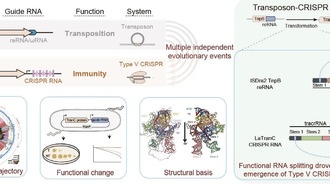 Ученые раскрыли механизм происхождения систем CRISPR-Cas типа V