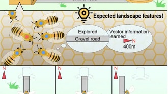 Пчелы используют танец для формирования ожиданий от ландшафта