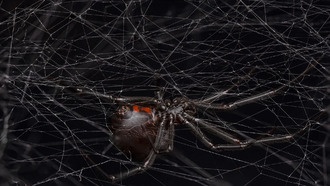 Паучихи-вдовы привлекают самцов запахом «сырных ног»