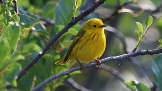 Исследование желтой древесной славки показало, как птицы реагируют на изменение климата