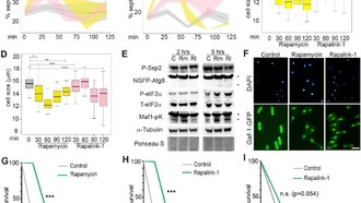 Ученые обнаружили новый класс препаратов и ферментов с антивозрастными свойствами