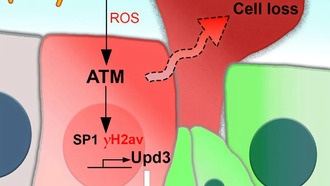 Учёные открыли механизм восстановления кишечника после инфекции