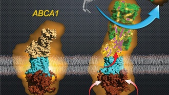 Ученые впервые увидели, как создается «хороший холестерин»