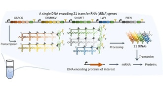 Разработан метод одновременного синтеза всех 21 типа транспортной РНК
