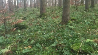 Разнообразие в управлении лесами повышает биоразнообразие, показывают исследователи