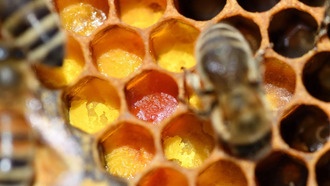 Учёные нашли в пыльце природные антибиотики для защиты пчёл
