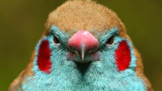 Опубликована глобальная база данных BIRDBASE с экологическими характеристиками 11 589 видов птиц