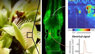 Ученые раскрыли молекулярный механизм «осязания» венериной мухоловки