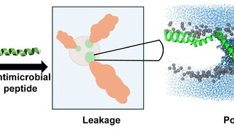 Исследование антимикробных пептидов открывает путь к созданию нового оружия против устойчивых бактерий