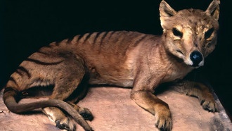 Человечество изменило мир животных за 50 000 лет