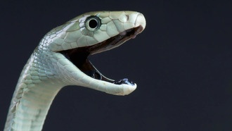 Яд черной мамбы оказался опаснее, чем считалось