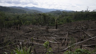 Вырубка лесов Амазонии угрожает «летающим рекам» и усугубляет засухи