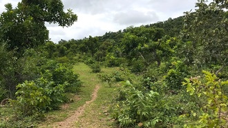 Священный лес в Того удалось сохранить благодаря переходу на природный газ