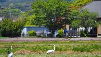 Ученый предложил гибкий метод наблюдения за птицами для гражданской науки