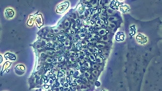 Яичный желток помог создать настоящие эмбриональные стволовые клетки птиц