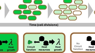 Новый метод увеличивает производство белка в генетически модифицированных клетках