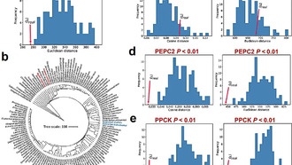 Новый ИИ-инструмент раскрывает молекулярные механизмы конвергентной эволюции