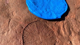 Грибы могли подготовить почву для жизни на суше на сотни миллионов лет раньше, чем считалось