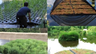 Искусственные плавучие болота — экологичное решение для очистки воды