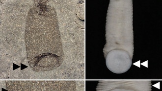 Найдена окаменелость пиявки возрастом 430 миллионов лет, которая не пила кровь