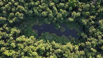 ДНК-штрихкодирование заполняет пробелы в базах данных по биоразнообразию Амазонии