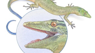 Обнаружена окаменелость юрской рептилии со смешанными чертами змей и ящериц