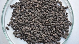 Древние фермеры начали диверсифицировать посевы еще 7000 лет назад