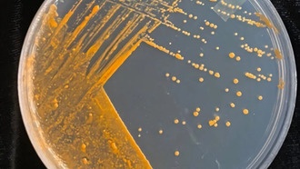 Бактерии помогут спасти вино от дымного привкуса после лесных пожаров