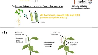 Ученые определили, какие гормоны растений помогают им выживать в экстремальных условиях