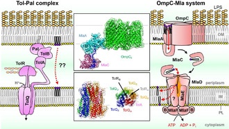 Крио-ЭМ раскрыла механизмы поддержания защиты внешней мембраны бактерий