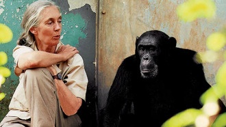 Умерла знаменитый приматолог Джейн Гудолл