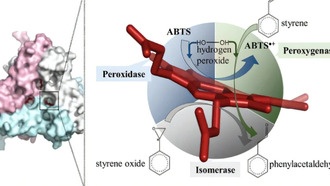 Ученые раскрыли механизм работы бактериального фермента, превращающего токсичный стирол в полезные химикаты