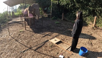 Слоны понимают, когда на них смотрят: как они распознают внимание человека