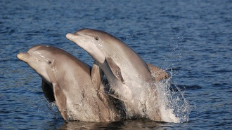 Ученые выяснили, что дельфины-самоубийцы могут страдать от болезни Альцгеймера