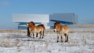 Ученые расшифровали геномы лошадей возрастом 300 000 лет
