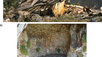 В гнёздах бородачей обнаружены артефакты возрастом до 650 лет