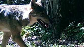 Исследование показало, что волки боятся людей как «суперхищников» даже при защите закона
