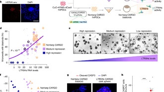 Древняя вирусная ДНК оказалась ключевой для развития человеческого эмбриона