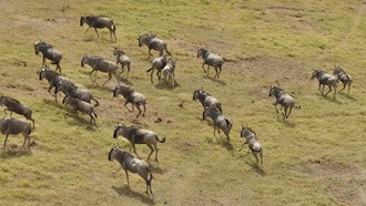 ИИ META-SiM отслеживает движение от молекул до антилоп гну