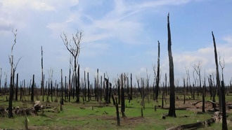 Климатические экстремумы стремительно растут в неожиданном регионе Амазонии