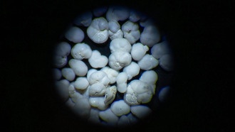 Исследование древнего планктона показало устойчивость океанских экосистем к потеплению