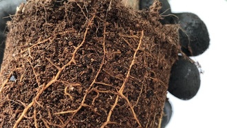 Учёные выяснили, как растения привлекают полезные бактерии через «протечки» в корнях