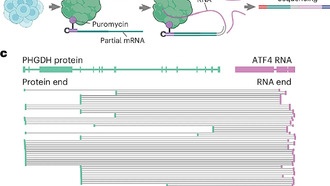 Новая технология позволяет составить полную карту взаимодействий РНК и белков в клетках