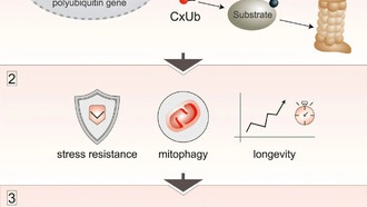 Обнаружен белок, способствующий долголетию и устойчивости клеток к стрессу