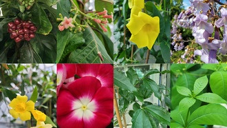 Ученые открыли ключевой фермент для синтеза растительных иридоидов