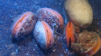 Ограничения траления помогли восстановить морскую жизнь в Швеции